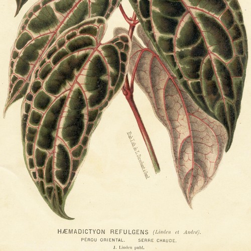 1882-86 L'ILLUSTRATION HORTICOLE Color Stone Litho HAEMADICTYON REFULGENS - Picture 3 of 6
