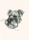 #9 Schnauzer uncropped portait dog art print * Pen and ink drawing * Jan Jellins