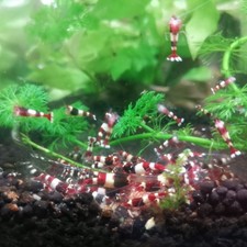 Lot de 10 Crevettes cantonensis Red Wine Aquarium Poissons plantes