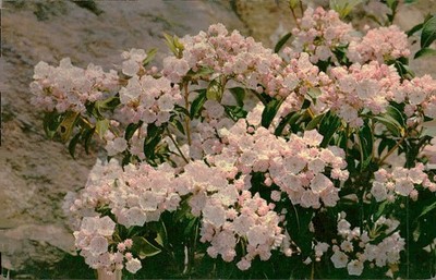 Mountain Laurel Full Bloom Southern Mountains Cline Postcard 1955 Sample