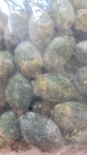 Betelnut Chew (Lime Powder, Young Baby Betelnut 20+ pcs FREE 5pc dried Betel nut - Picture 2 of 2