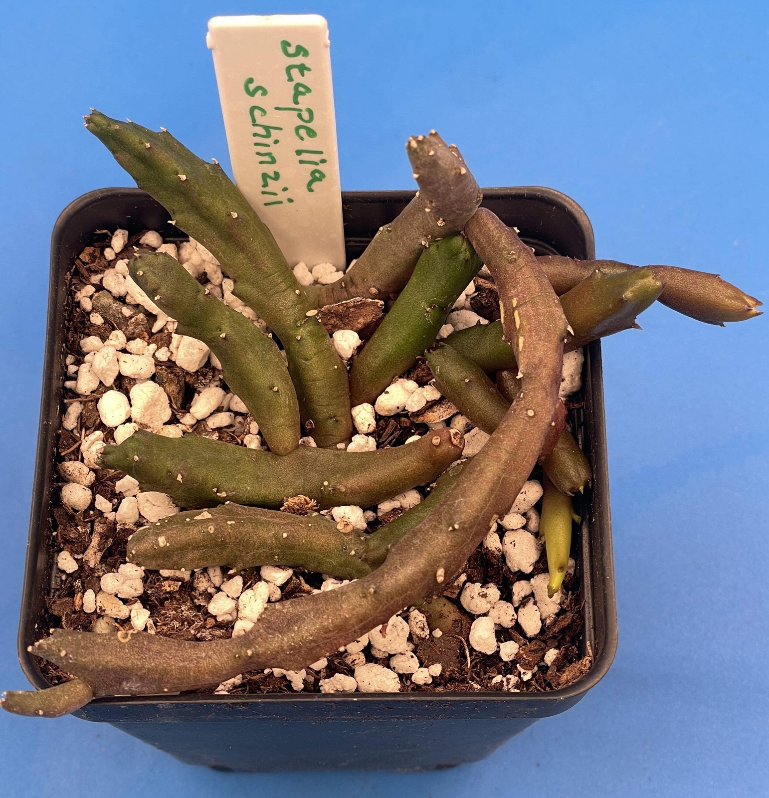 Stapelia Schinzii var. Angolensis 3.5 Inch Potted Plant WELL ROOTED