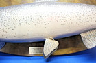 VTG Monster 35 Inch Manistee River Trout/Salmon Taxidermy Wall Hang — photo 6