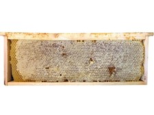 100% Pure,Raw,Organic Honeycomb from the Hive 2.00kg NEW HARVEST 2025