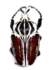 GOLIATHUS goliatus ab.conspersus - Cameroon - A1 Male 89mm from Wild!