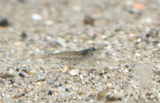 5 PACK Amano Shrimp Algae Eater TANK BRED READ DESCRIPTION 