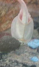 triops,fairy and clam shrimps