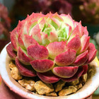 Echeveria Red Hole Live Succulent Plant Real Fully Rooted Home Garden 2" Pot