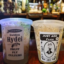 Golden Hydei Fruit Fly Culture  1 Just Add Flies 4 Dart Frog Food Reptile Food