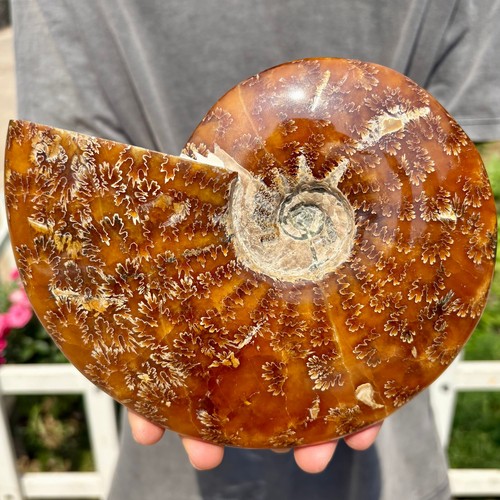 3LB Selten! Natürlicher Tentakel Ammonit Fossil Exemplar, Muschelheilung in Madagaskar