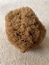 Large Natural Sea Sponge about decor painting Art USA seller