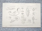 Beispiele für Conchologie Begriffe - antiker Druck - 1875