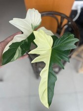 Philodendron golden dragon Varigata
