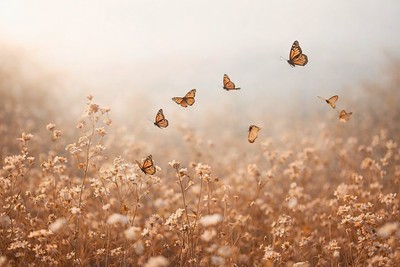 Photo Digital Product Wallpaper Image Picture Background Art