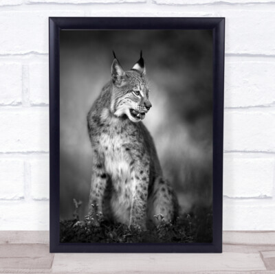 Tier Säugetier Katze Luchs Bobcat Bokeh Tiere Wandkunstdruck