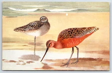 Postcard  Roland Green Bar Tailed Godwit Bird Art Postcard RS Series
