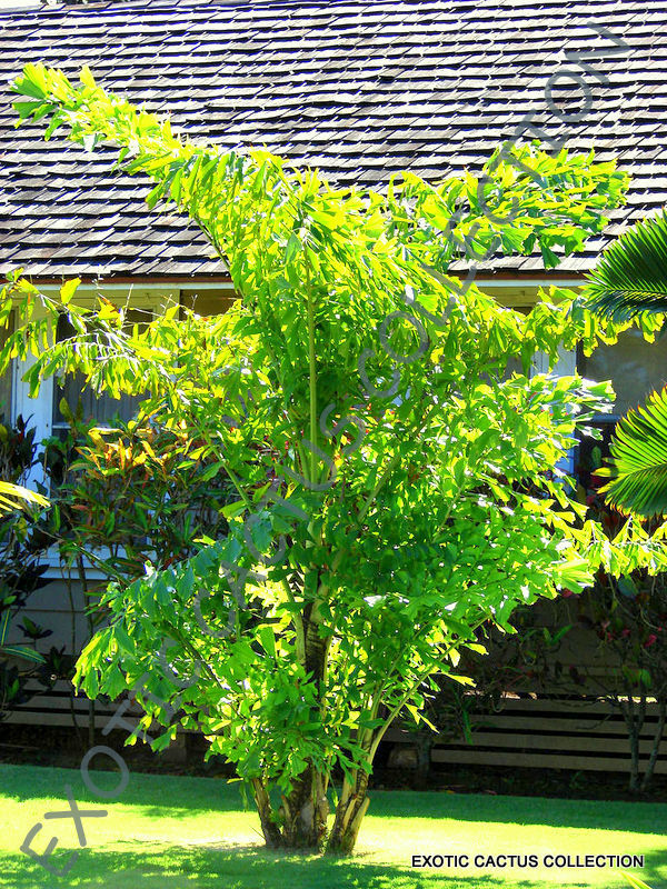 FISHTAIL PALM caryota mitis exotic rare palm tree palms ornamental seed 10  seeds | eBay