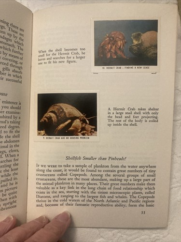 Life in Shallow Sea Water,Bartram Cadbury; NatAudubon Soc., Nature Program, 1954 - Picture 9 of 15