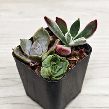 Succulent Live Plant - Multi Plant Mix - In 2" Pot