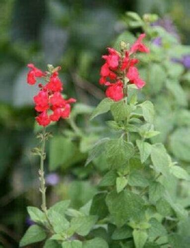 PERENNIAL SALVIA PLUG PLANTS PICK + MIX PAY ONLY ONE POSTAGE COST MIXED FLOWERS - Picture 45 of 88