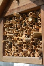 Mason Bee /  Reeds / Home / 8mm or so