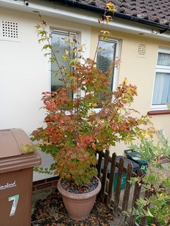Acer Tree In Pot