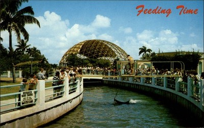 Feeding Time Miami Florida vintage postcard w104
