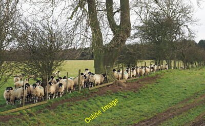 Foto 12x8 Schafe gegen Zaun Embleton\/NZ4129 Die beiden Felder getrennt B c2015