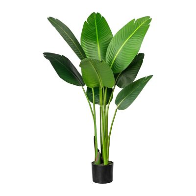 Strelitzia nicolai Bl. ca 120cm, im Kunststofftopf 15x13cm, m.Erde  Kunstpflanze 4064118075769 | eBay.de
