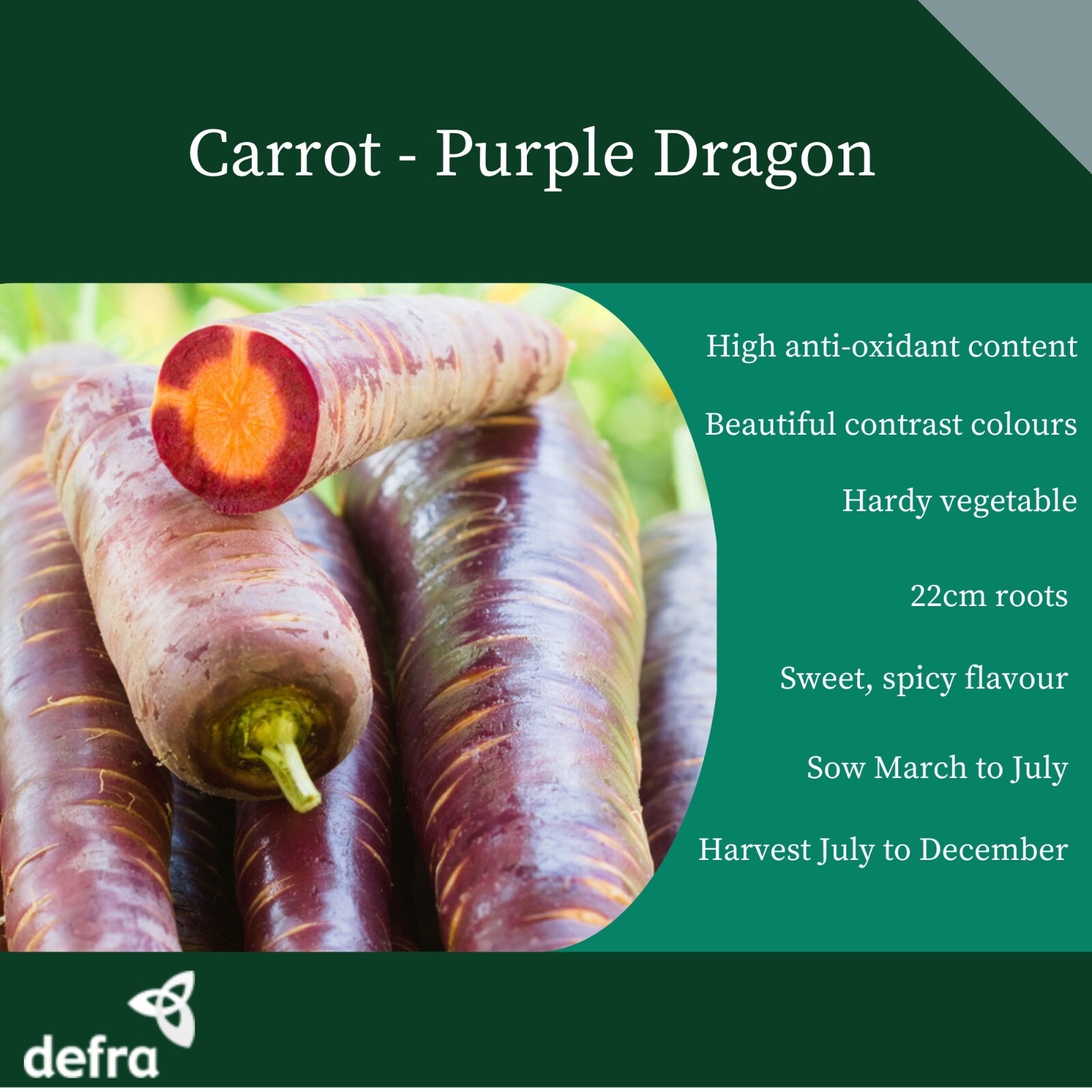 CARROT PURPLE DRAGON  650 FINEST SEEDS