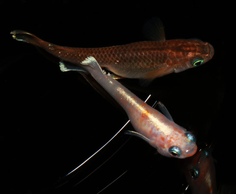 Medaka Eier Reisfische - Red Cliff Polymorphic - Wide Fin - Bild 2 von 4