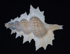 62 mm Biplex Perca Triton Seashell Surin Island Phuket Thailand DEEP WATER 120 m