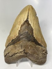 Megalodon Shark Tooth 6.15 inch - Massive - Natural Fossil - Authentic 14670