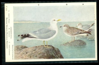 Vintage Bird Postcard Common Gull British Museum of Natural History H Gronvold