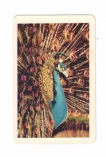 Swap Card - Original Golden Fleece 1960's - Green No. 9B - The Proud Peacock