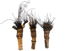 20" HAND MADE BAMBOO ROOT FACE TREE SPIRIT ART HOME DECOR TRIBAL BAR TROPICAL