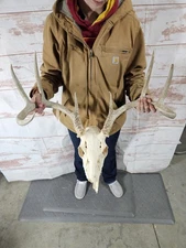 Wild 8 Point Whitetail Deer Antler Rack Horn Skull European Mount Man Cave 133"