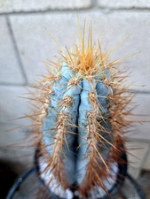Pilosocereus Azulensis Blue Columnar Cactus Brazil 10H