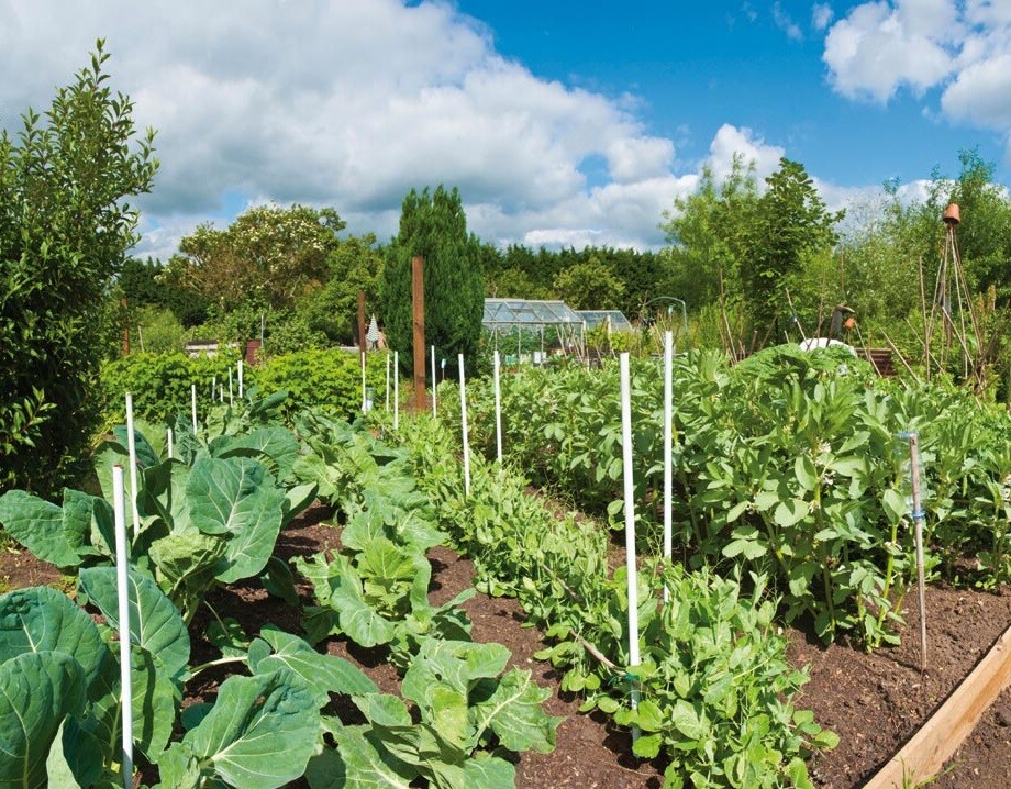 PINK SUN Organic Neem Oil & Horticultural Soap 250ml Plant Wash Insect