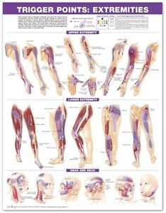 Trigger Point Chart