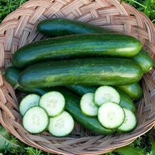 USA FreeShip 100 organic Green Finger Persian cucumber seeds; Gourmet Beit Alpha