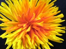 Vintage Millinery Flower Yellow Orange 4" Mum Dahlia ZB
