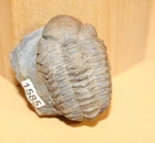 Viaphacops Newelli Middle Ordovician Trilobite Collection resolution 1585 Andes