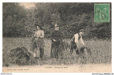 AYDP10-0862-40 - Ernte Des Millet