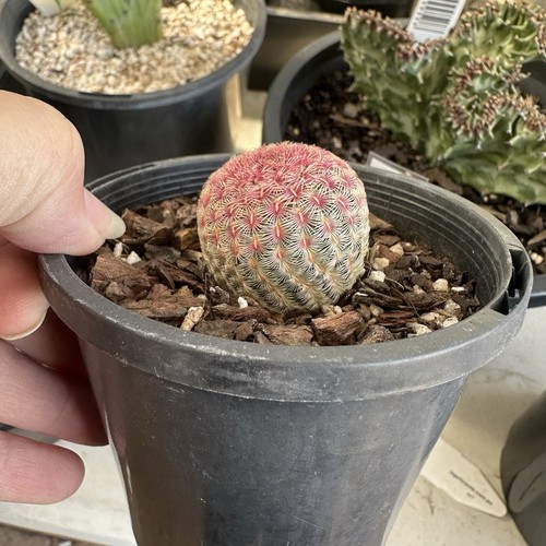 Echinocereus Rigidissimus - Rare Pink Cactus - Picture 2 of 2