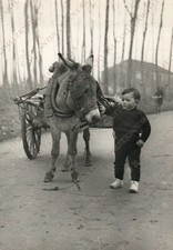 1956 CASTELNOVO BARIANO Bambino con asino Mauro Rossi di Renato Rovigo Foto