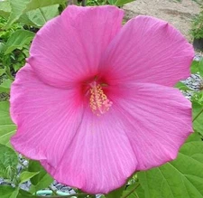 15+ Pink Dinnerplate Hibiscus Flower Seeds / Perennial