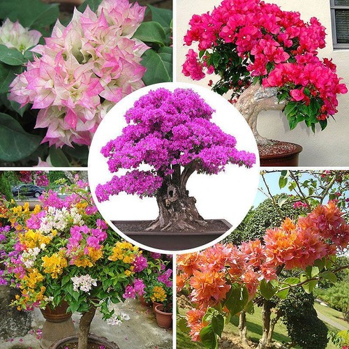 1 Pack 100 Mixed Color Bougainvillea Bonsai Flower Plant Seeds Home Garden - Picture 1 of 9