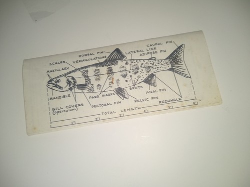 1975 Washington State Game Fish Seasons and Catch Limits Booklet Pamphlet - Picture 2 of 5