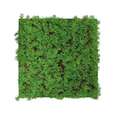 JANGAL Modular Wall Pflanzenwand  520 x 520 mm Nature Design Thuja Tea Tree